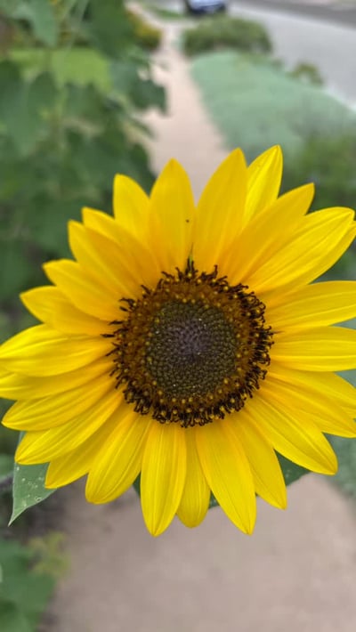 Flow Yoga Cedar Park bright yellow sunflower with green foliage background Austin Texas