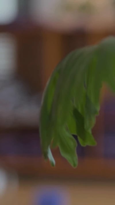Flow Yoga Cedar Park green plant in blurred yoga studio Austin Texas