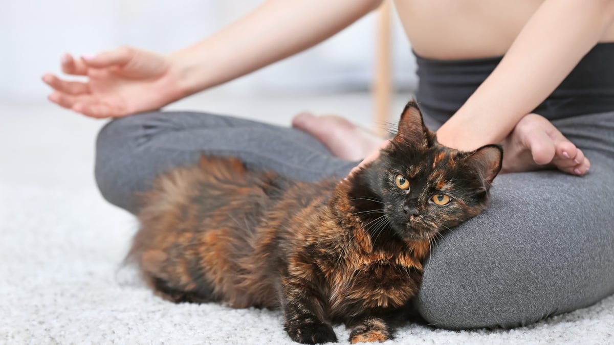 Cat Yoga at Flow Yoga North Loop in Anderson Austin