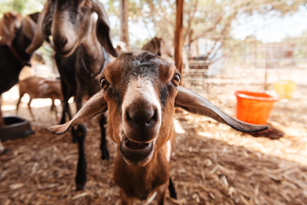 lotus-ranch-goats-04-1024x684_2813.jpg