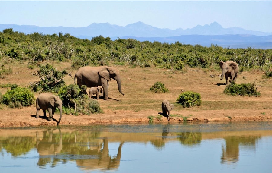 10 Day South Africa Retreat at Flow Yoga Online in Global