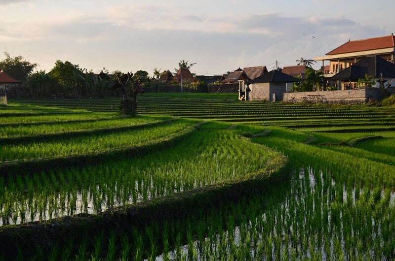 Bali Rice Paddies Village Sunset