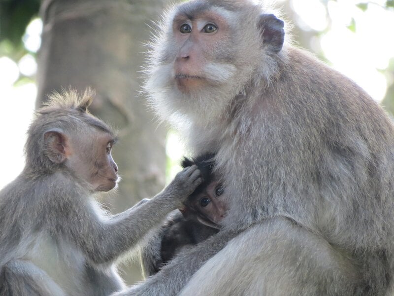 Bali Ubud Monkey Forest Macaque Family