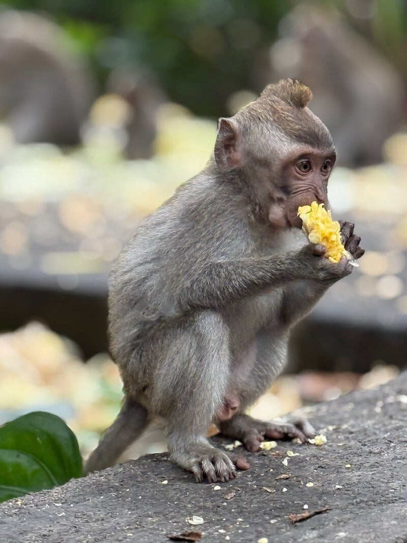 Bali Yoga Retreat Baby Macaque Eating Monkey Forest