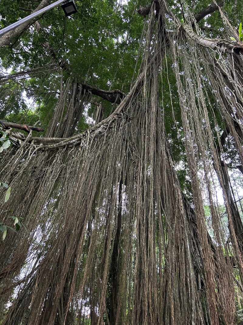 Bali Yoga Retreat Banyan Tree Monkey Forest