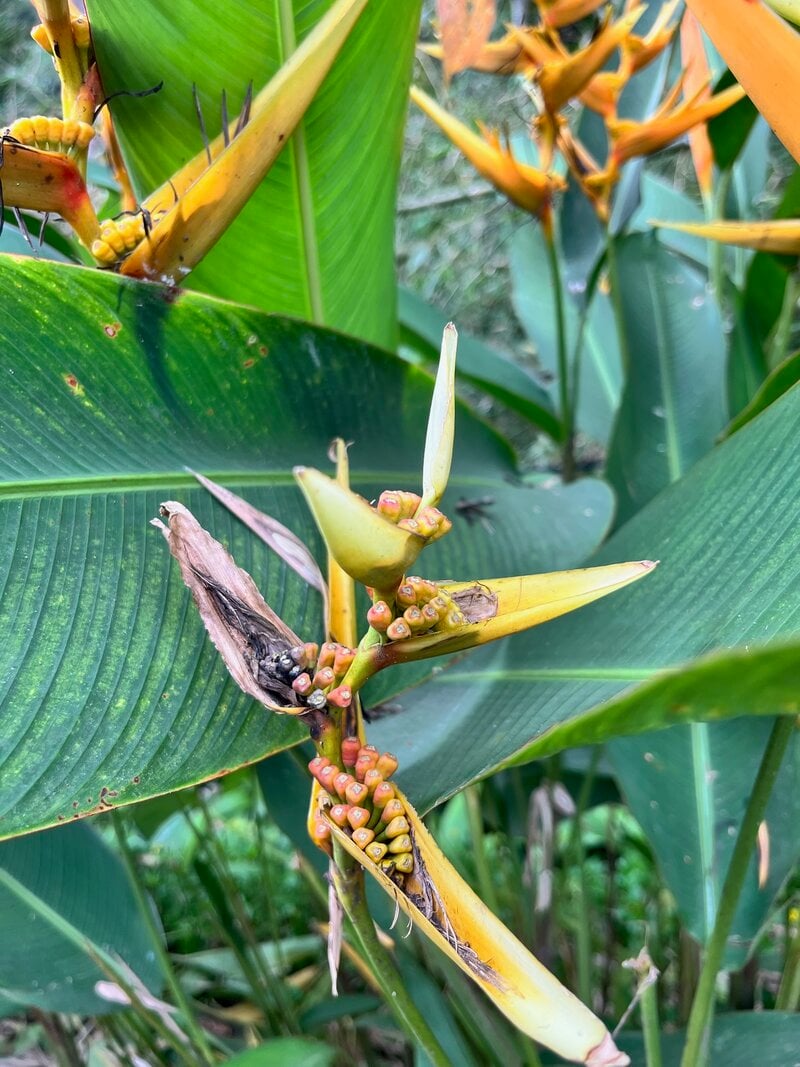 Bali Yoga Retreat Heliconia Tropical Flower Closeup