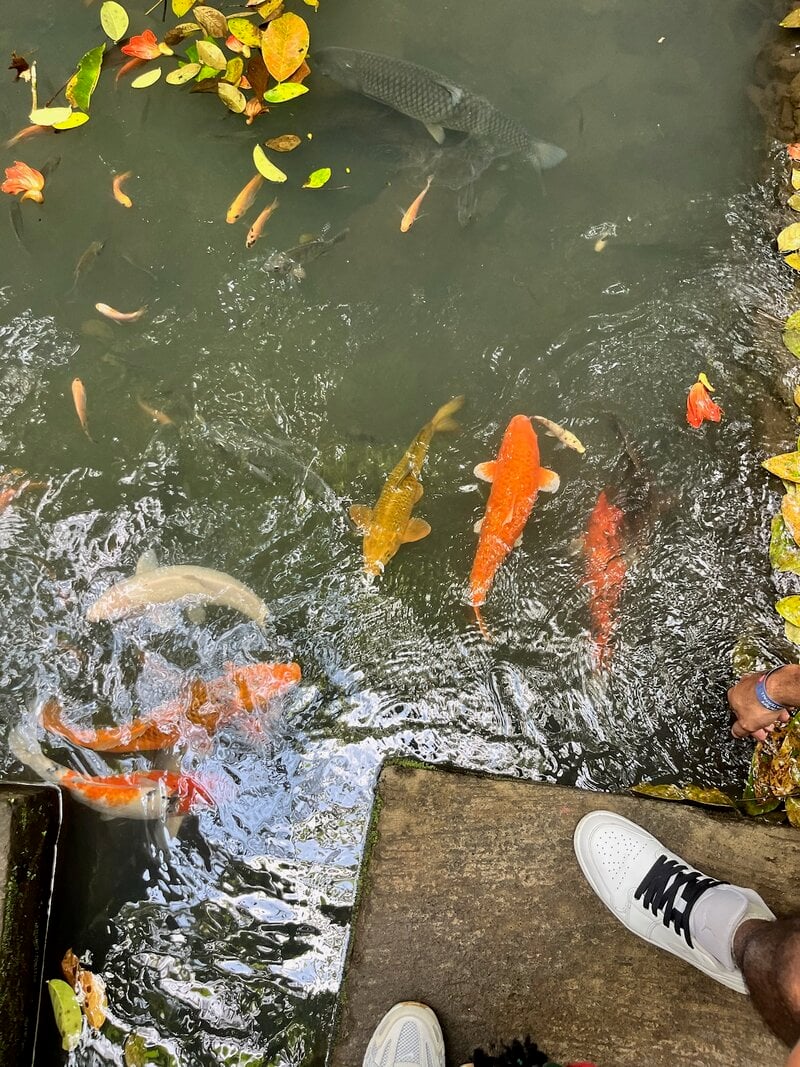 Bali Yoga Retreat Koi Fish Pond Temple