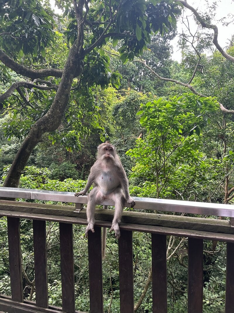 Bali Yoga Retreat Macaque Monkey Sitting On Railing