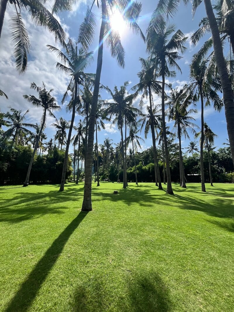Bali Yoga Retreat Palm Tree Grove Green Lawn